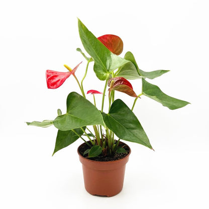 5” Pot Anthurium Red Plant – Live Indoor Flowering Houseplant, Easy Care Tropical Plant