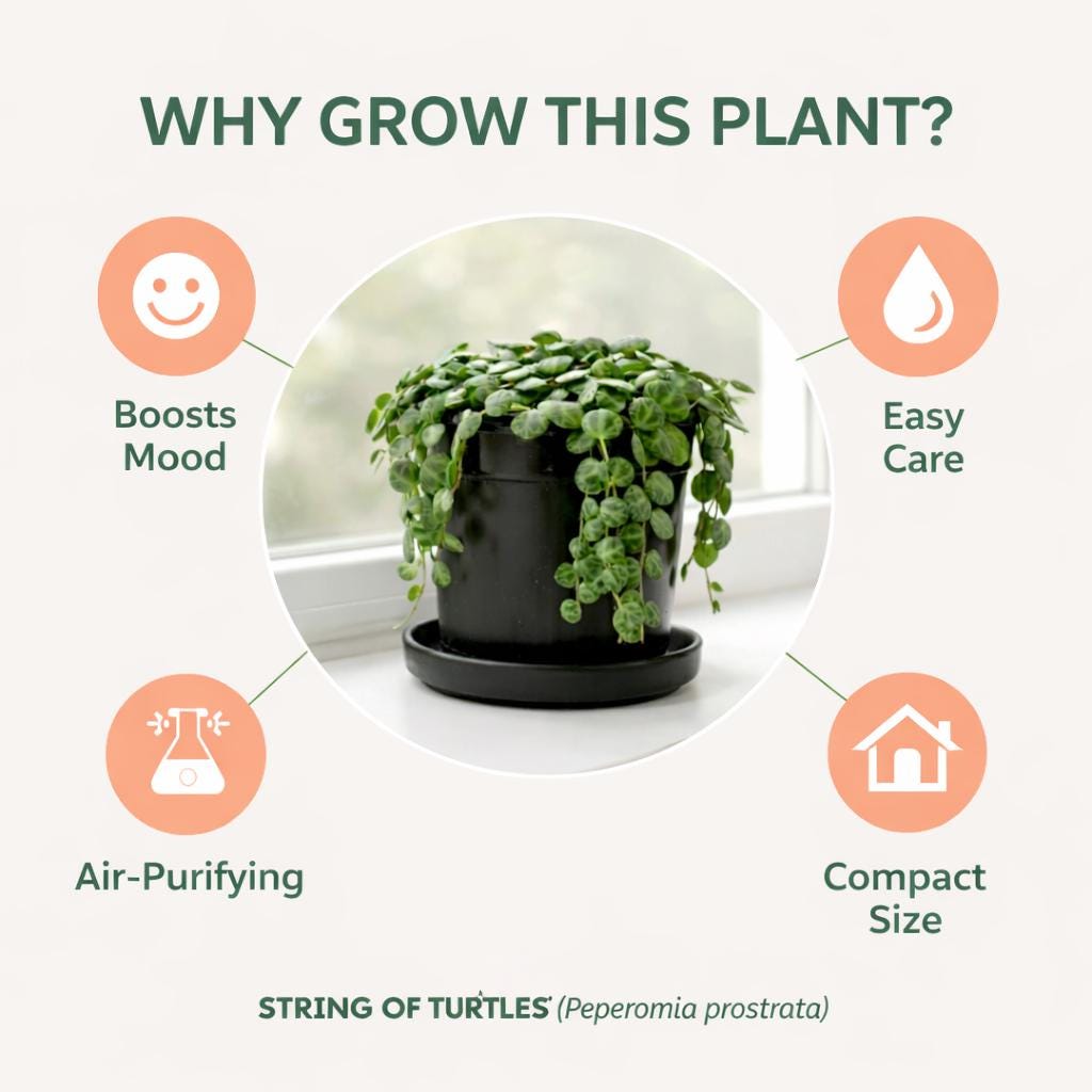 4 inch String of Turtles Plant (Peperomia prostrata) – Trailing Indoor Houseplant | Easy Care