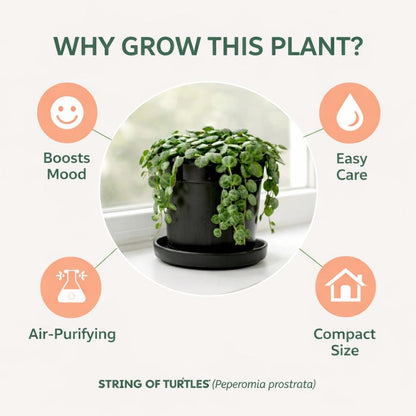 4 inch String of Turtles Plant (Peperomia prostrata) – Trailing Indoor Houseplant | Easy Care