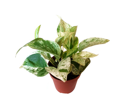 4" Marble Queen Pothos, Epipremnum Aureum - Houseplants, Foliage Plants, Trailing Plants, Low Maintenance, Air Purifier