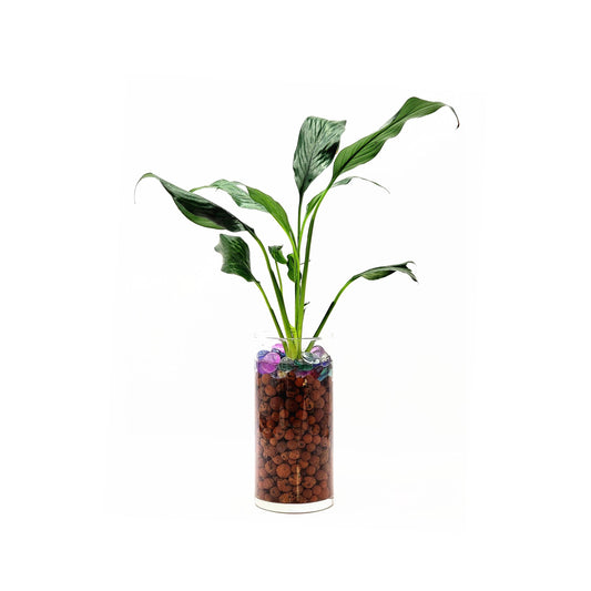 Peace Lily in a Modern Glass Hydroponic Cylinder Planter with LECA Balls - Low Light Indoor Plant, Air Purifying Houseplant, Free Heat Pack