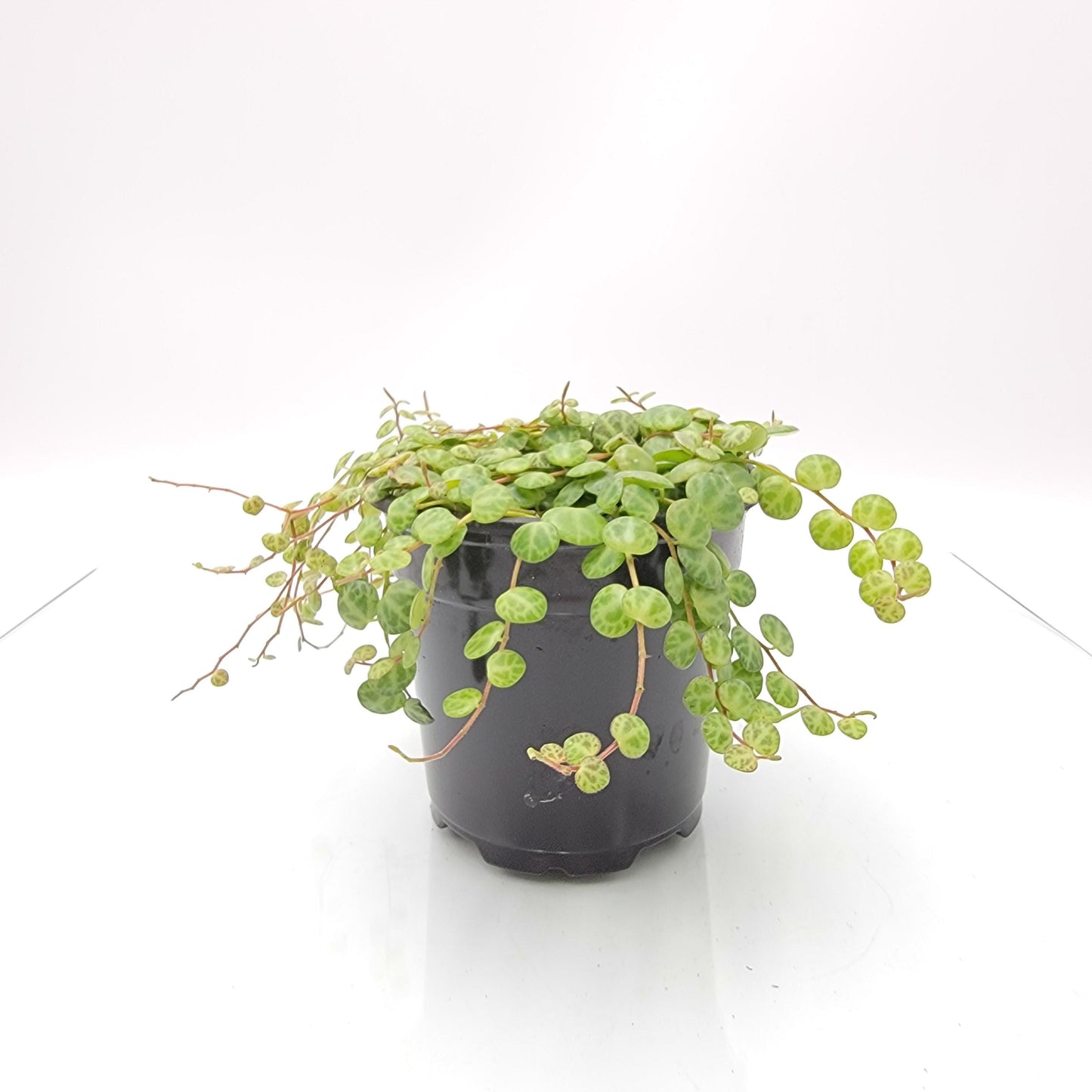 4 inch String of Turtles Plant (Peperomia prostrata) – Trailing Indoor Houseplant | Easy Care