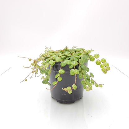 4 inch String of Turtles Plant (Peperomia prostrata) – Trailing Indoor Houseplant | Easy Care