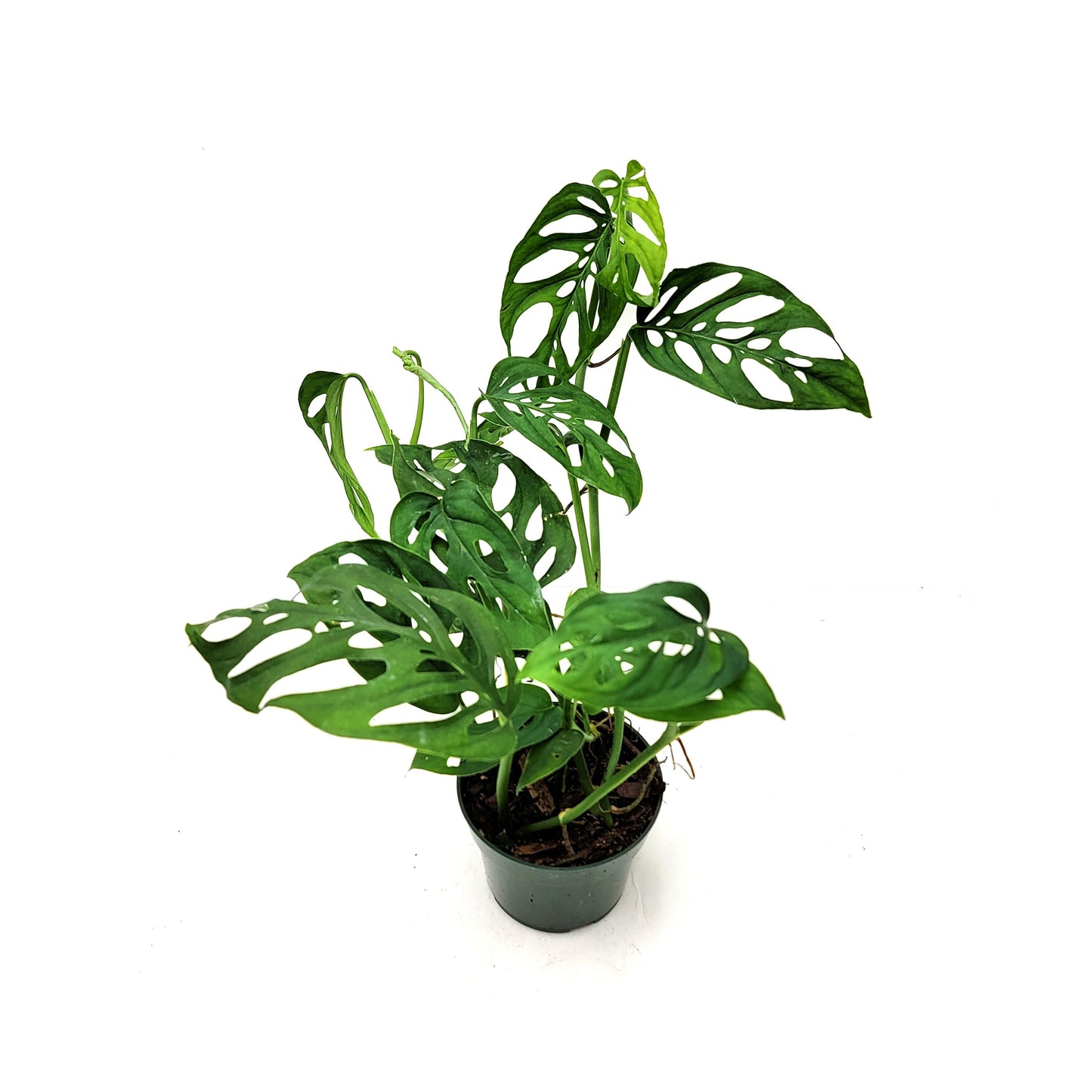 Rare Tropical Charm: Monstera Adansonii 'Swiss Cheese," Easy Care & Iconic Foliage Live Indoor Houseplant, Air Purifying Plant, 4-inch Pot