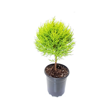 6"- Deep Pot of Topiary Lemon Cypress Tree, Cupressus macrocarpa, Goldcrest Cypress – Lemon Fragrance, Bonsai Plants, Gifts