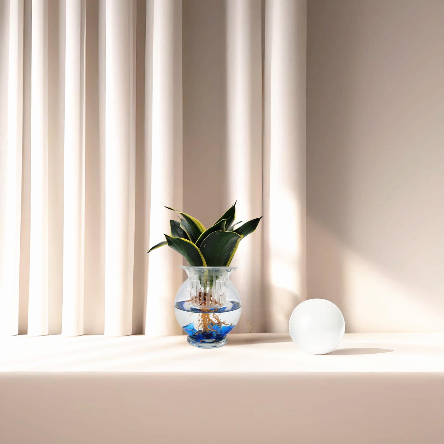 Modern Hydroponic Snake Plant (Sansevieria) in Glass Bowl, Live Air-Purifying Indoor Plant, Houseplant, Free Heat Pack