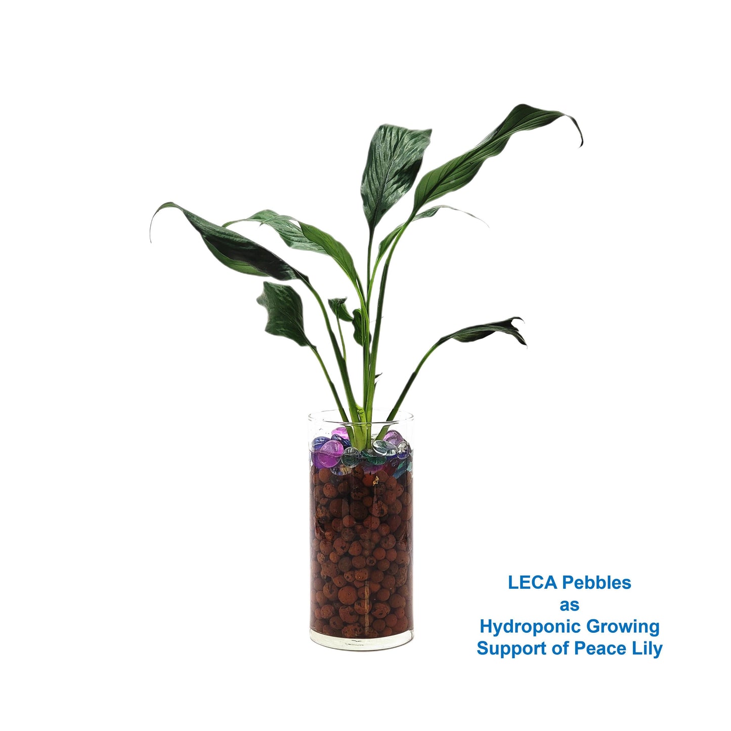 Premium LECA Clay Beads, Clay Pebbles, Grow Rocks, Clay Balls, Hydroponic Growing Medium – 2.5-LB Bag