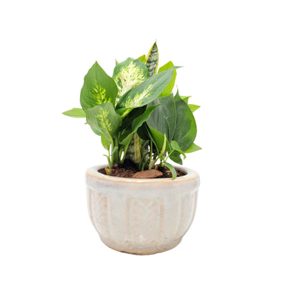 6-Inch Ceramic Dish Garden - Live Indoor Plant Arrangement, Foliage Houseplant Combination in Decorative Planter