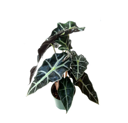 4” Alocasia Polly, Amazon Elephant's Ear Plant – Houseplants, Foliage Plants, Home Décor, Air Purifiers