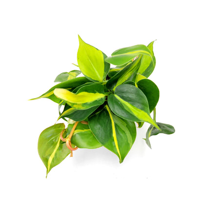 Philodendron Brasil – 4” Pot - Free Heatpack