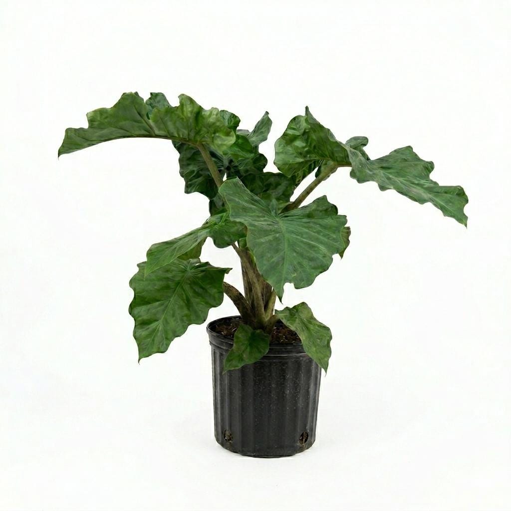 10” Alocasia Low Rider Elephant Ear Plant – Rare Tropical Indoor Plant with Ruffled Green Leaves