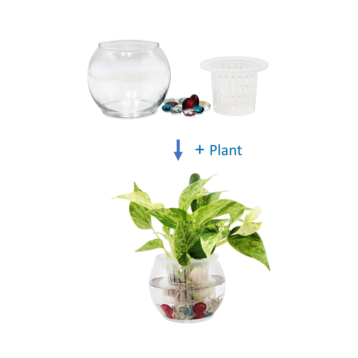 Marble Queen Pothos in Modern Hydroponic Glass Bowl with Net Cup - Indoor Plants, Low Light Houseplants, Free Heat Pack