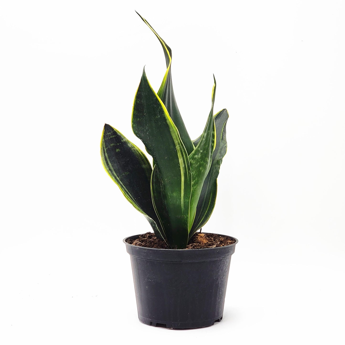 Sansevieria ‘Fabi’ Snake Plant in 6-Inch Nursery Pot – Easy Low Light Indoor Houseplant