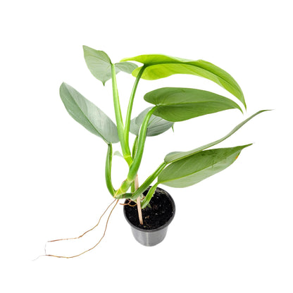 Philodendron Silver Sword, Philodendron hastatum – 4” Pot