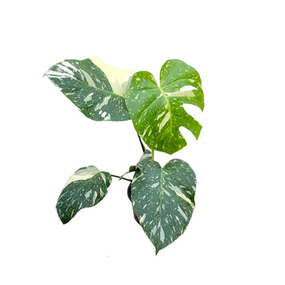 Premium Thai Constellation Monstera - Large Statement Houseplant in 6-Inch Pot, Rare Indoor Plant Beauty