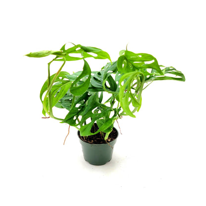 Rare Tropical Charm: Monstera Adansonii 'Swiss Cheese," Easy Care & Iconic Foliage Live Indoor Houseplant, Air Purifying Plant, 4-inch Pot