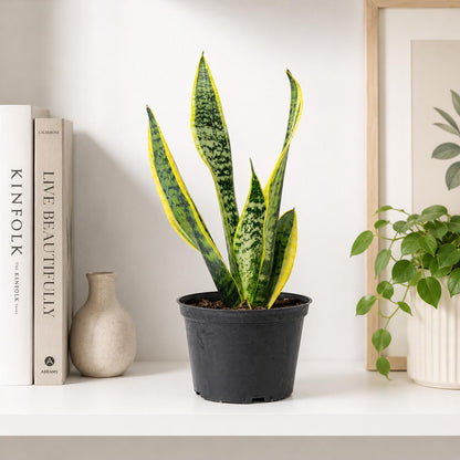Sansevieria Laurentii Golden Edge Snake Plant in 6-Inch Nursery Pot – Easy Low Light Indoor Plant