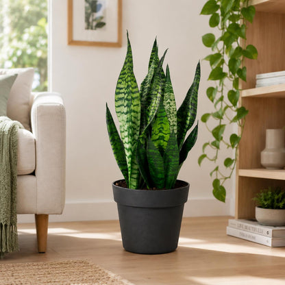 Sansevieria Robusta Snake Plant in 6-Inch Nursery Pot – Easy Low Light Indoor Houseplant