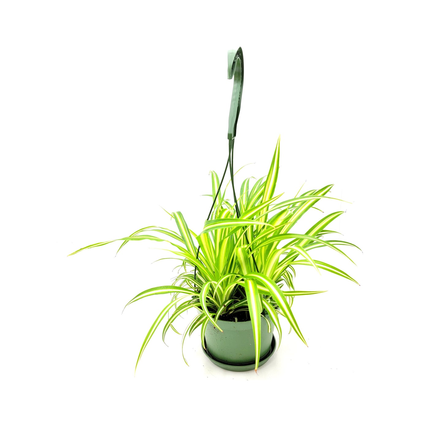 Variegated Spider Plant, Chlorophytum comosum ‘Vittatum’, Airplane Plant, Air Cleaner, House Plants – 6” Hanging Basket