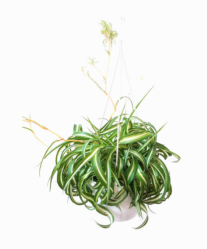 8"-Hanging Basket Bonnie Curly Spider Plant, Chlorophytum comosum, Airplane Plant - Houseplants, Foliage Plants, Airpurifiers, Home Decor