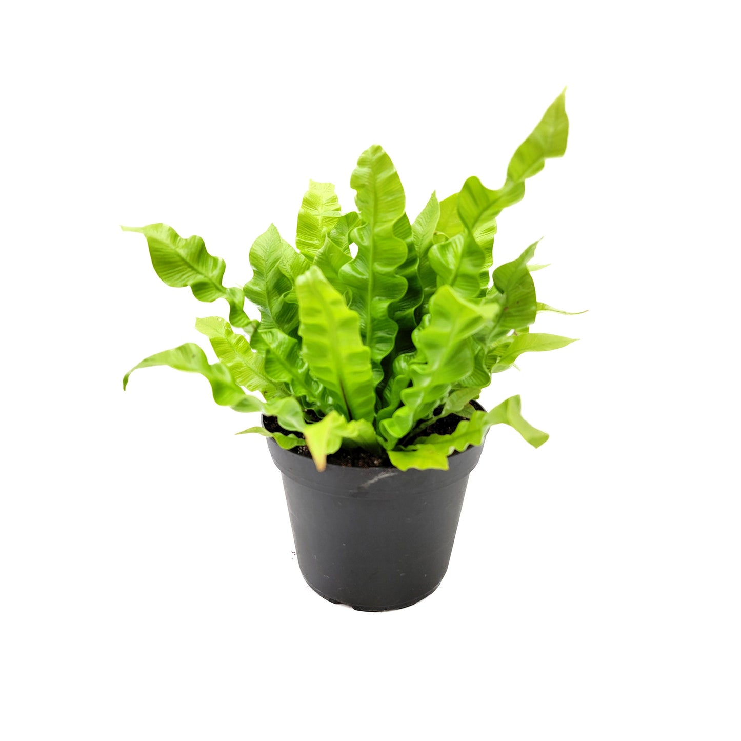 Crispy Wave Fern, Asplenium Nidus, Birds Nest Fern – Houseplants, Gift Plants, Bathroom Plants, Terrarium Plants, Air Purifier – 6” Pot