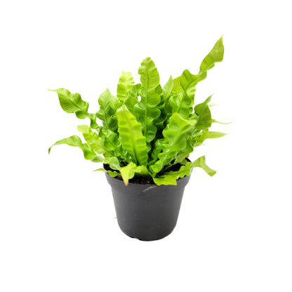 Crispy Wave Fern, Asplenium Nidus, Birds Nest Fern – Houseplants, Gift Plants, Bathroom Plants, Terrarium Plants, Air Purifier – 6” Pot