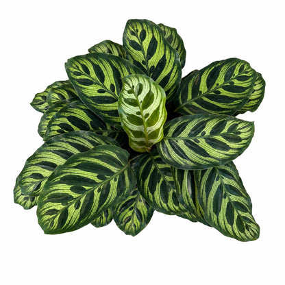 10” Calathea Peacock Plant in Nursery Pot – Large Tropical Indoor Prayer Plant for Home & Office Décor