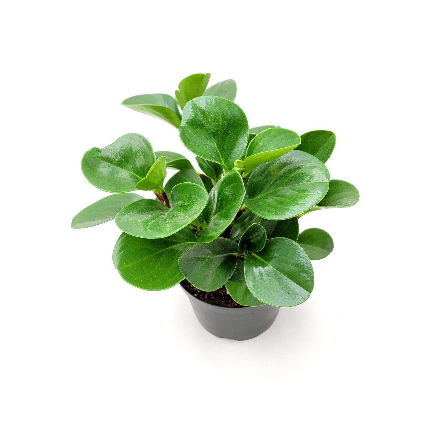 Peperomia Green, Peperomia obtusifolia, Baby Rubberplant, Pepper Face - House Plants, Tropical Plants, Foliage plants - 6" Pot