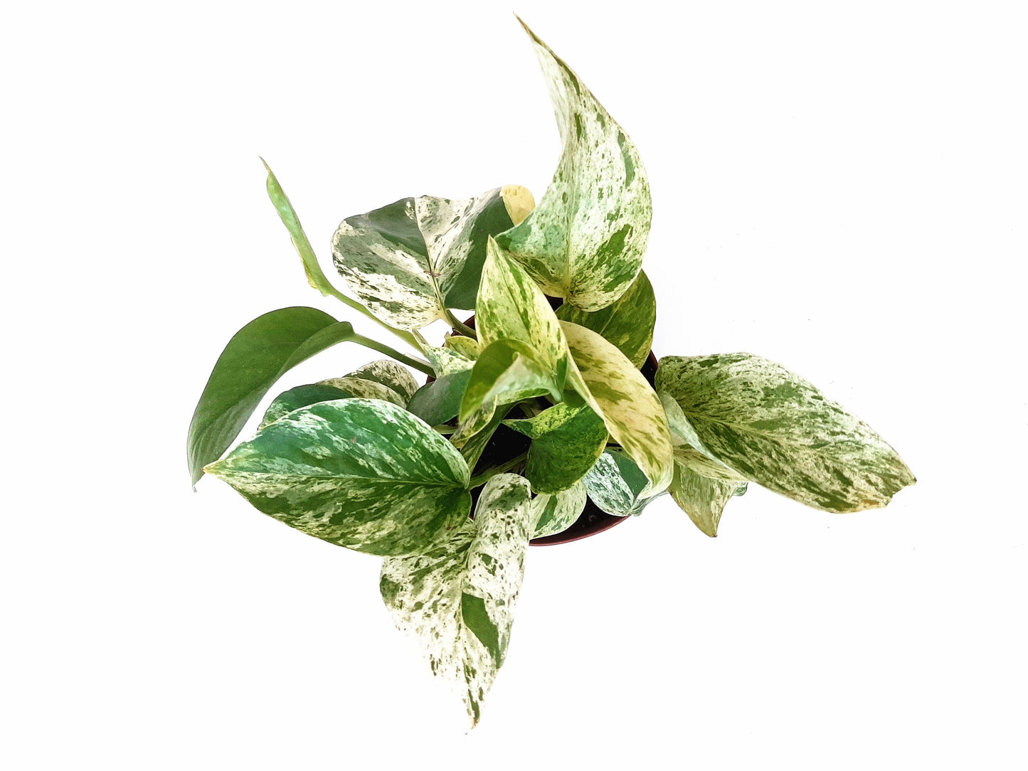 4" Marble Queen Pothos, Epipremnum Aureum - Houseplants, Foliage Plants, Trailing Plants, Low Maintenance, Air Purifier