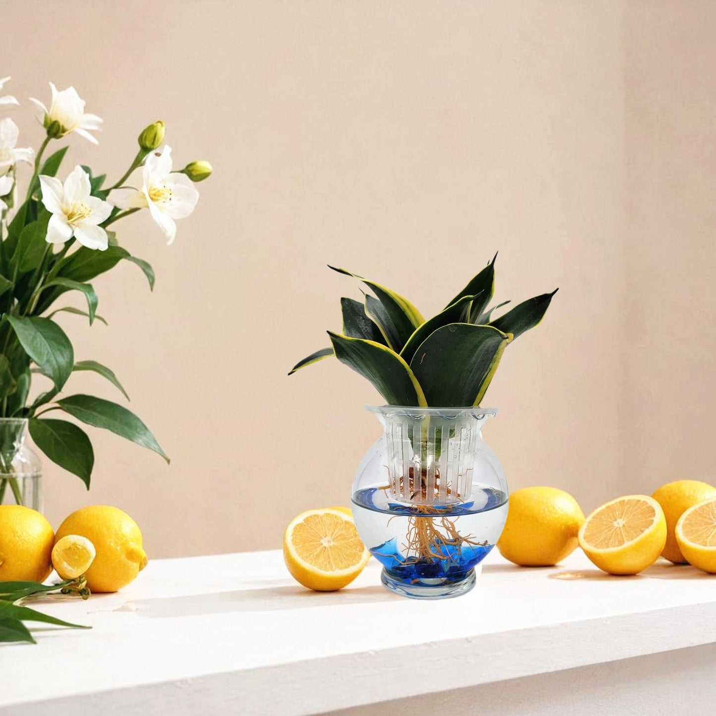 Modern Hydroponic Snake Plant (Sansevieria) in Glass Bowl, Live Air-Purifying Indoor Plant, Houseplant, Free Heat Pack