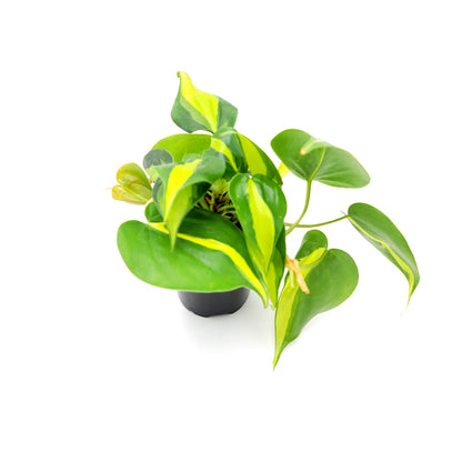 Philodendron Brasil – 4” Pot - Free Heatpack
