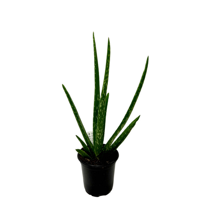 Aloe vera, Aloe barbadensis, Succulent, 4” Pot