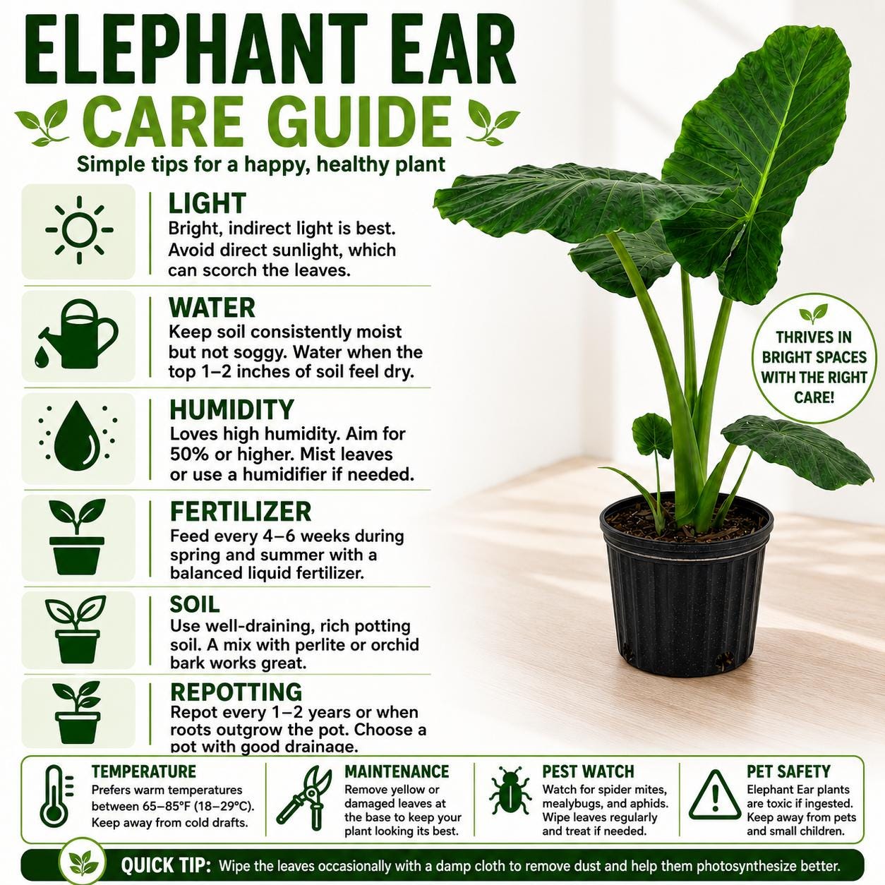 10” Elephant Ear Plant (Alocasia) – Large Tropical Indoor Houseplant for Bright Spaces