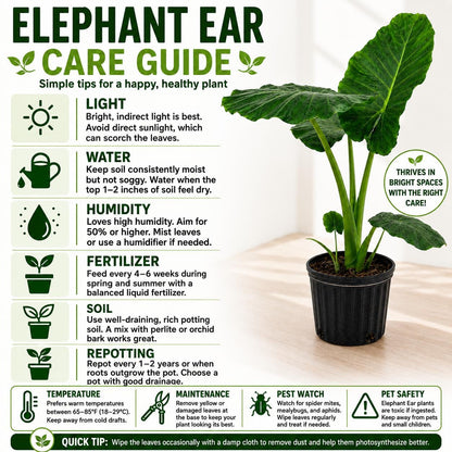 10” Elephant Ear Plant (Alocasia) – Large Tropical Indoor Houseplant for Bright Spaces