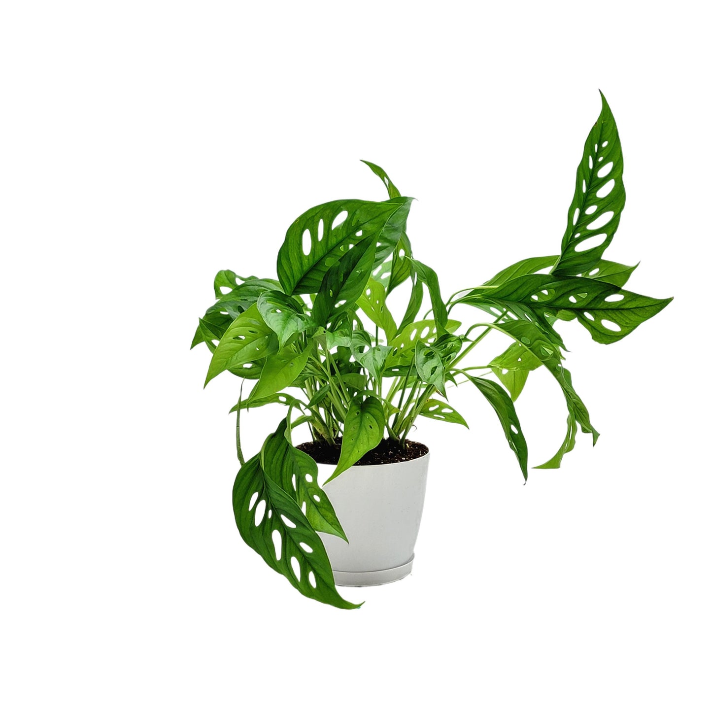 Rare Tropical Charm: Monstera Adansonii 'Swiss Cheese," Easy Care & Iconic Foliage Indoor Houseplant, Air Purifying Plant, 6-inch Decor Pot