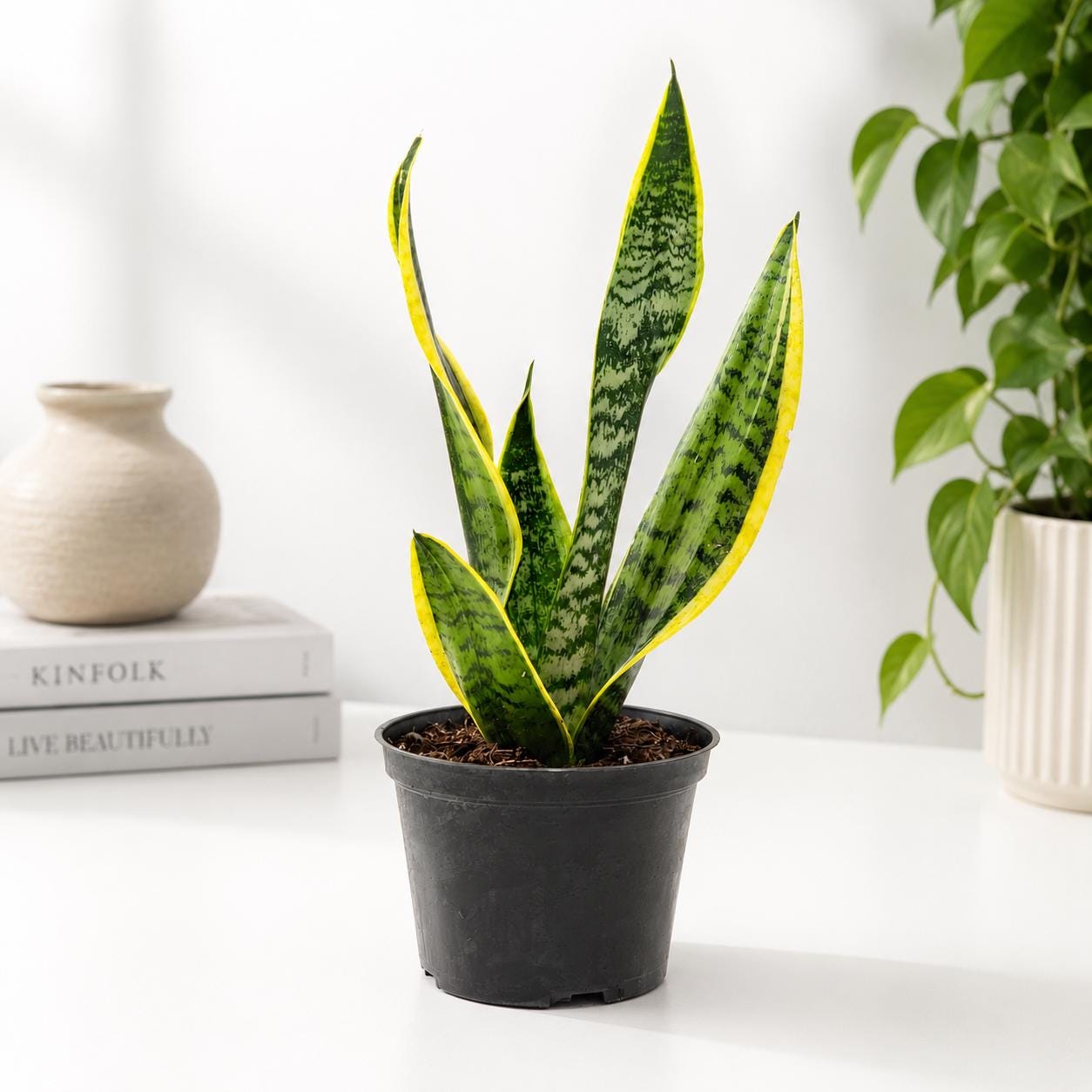 Sansevieria Laurentii Golden Edge Snake Plant in 6-Inch Nursery Pot – Easy Low Light Indoor Plant