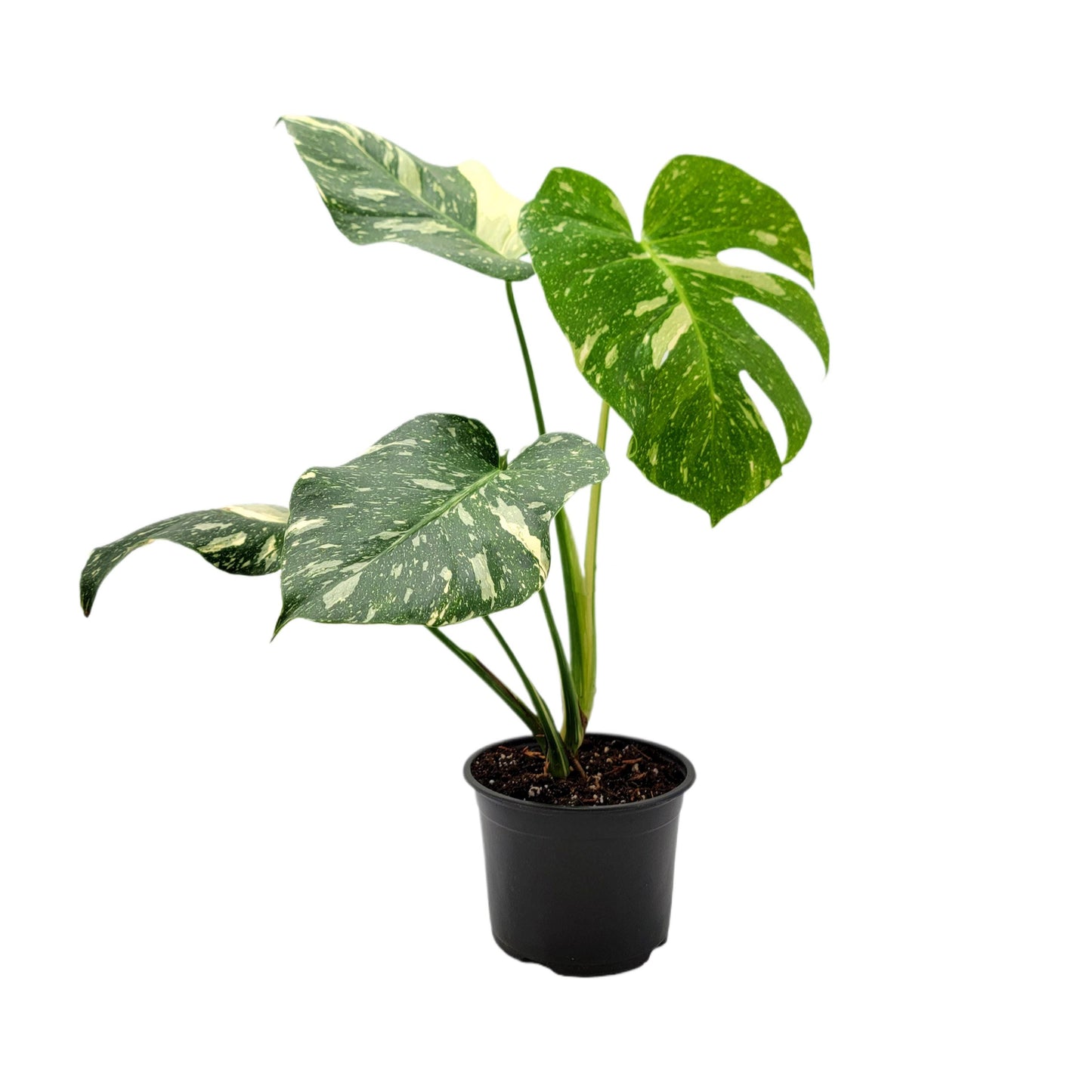 Premium Thai Constellation Monstera - Large Statement Houseplant in 6-Inch Pot, Rare Indoor Plant Beauty