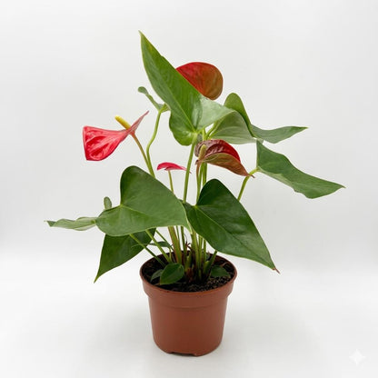 5” Pot Anthurium Red Plant – Live Indoor Flowering Houseplant, Easy Care Tropical Plant
