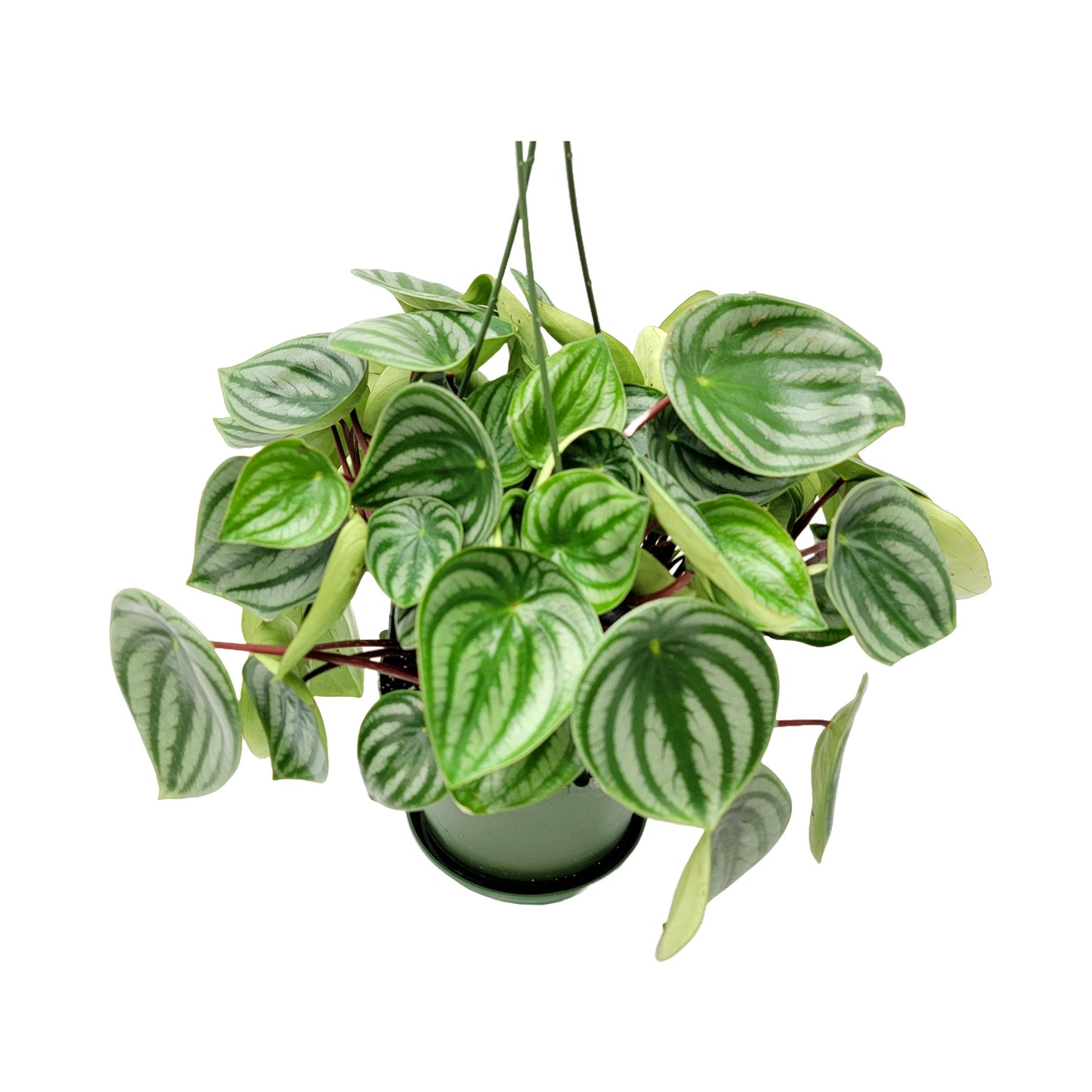 Watermelon Peperomia, Peperomia argyreia, Peperomia Watermelon, Watermelon Plants – Houseplants, Foliage Plants, Ground Covers, 6" Pot