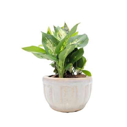 6-Inch Ceramic Dish Garden - Live Indoor Plant Arrangement, Foliage Houseplant Combination in Decorative Planter