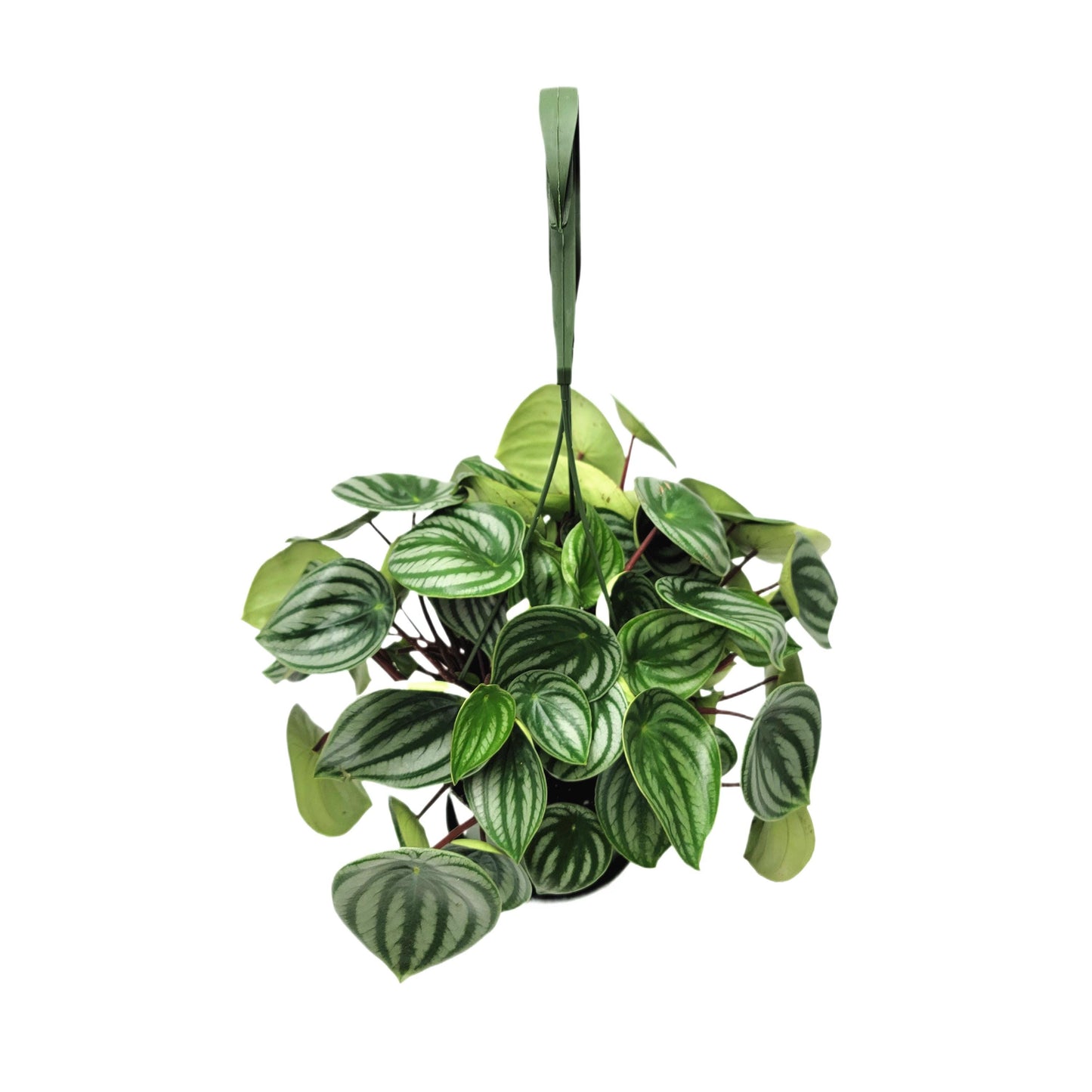 Watermelon Peperomia, Peperomia argyreia, Peperomia Watermelon, Watermelon Plants – Houseplants, Foliage Plants, Ground Covers, 6" Pot