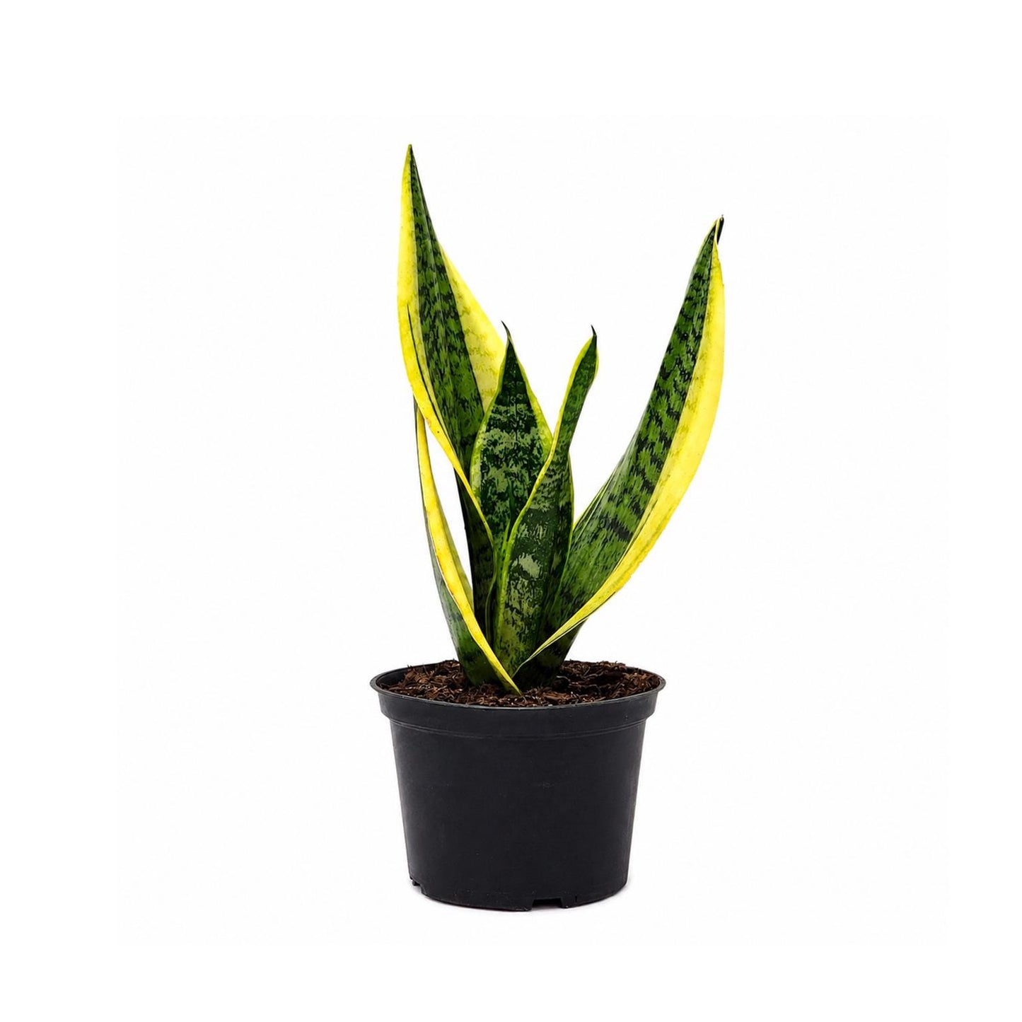 Sansevieria Futura Superba Snake Plant in 6-Inch Nursery Pot – Easy Indoor Low Light Houseplant