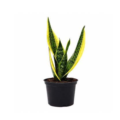Sansevieria Futura Superba Snake Plant in 6-Inch Nursery Pot – Easy Indoor Low Light Houseplant