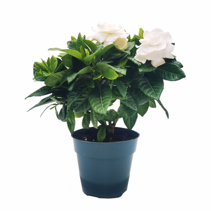 Premium Gardenia Plant - Gardenia Jasminoides Houseplant in 4.5-Inch Pots, Fragrant Indoor Plant with Glossy Evergreen Foliage