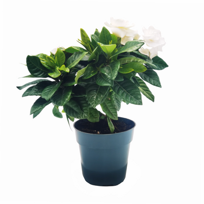 Premium Gardenia Plant - Gardenia Jasminoides Houseplant in 4.5-Inch Pots, Fragrant Indoor Plant with Glossy Evergreen Foliage