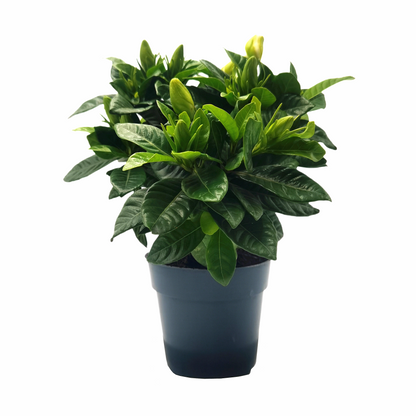Premium Gardenia Plant - Gardenia Jasminoides Houseplant in 4.5-Inch Pots, Fragrant Indoor Plant with Glossy Evergreen Foliage
