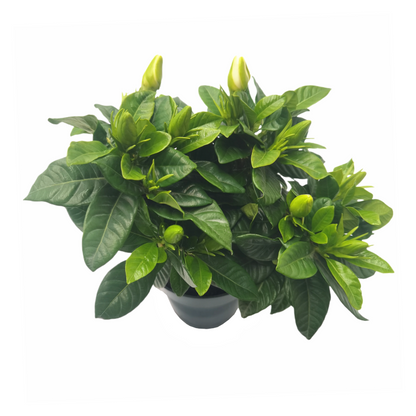 Premium Gardenia Plant - Gardenia Jasminoides Houseplant in 4.5-Inch Pots, Fragrant Indoor Plant with Glossy Evergreen Foliage