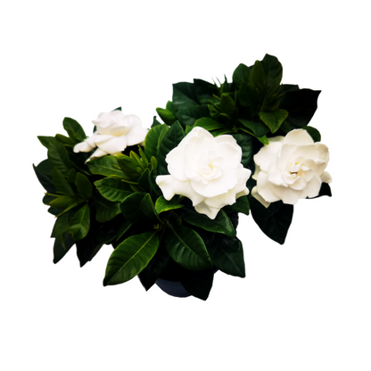 Premium Gardenia Plant - Gardenia Jasminoides Houseplant in 4.5-Inch Pots, Fragrant Indoor Plant with Glossy Evergreen Foliage