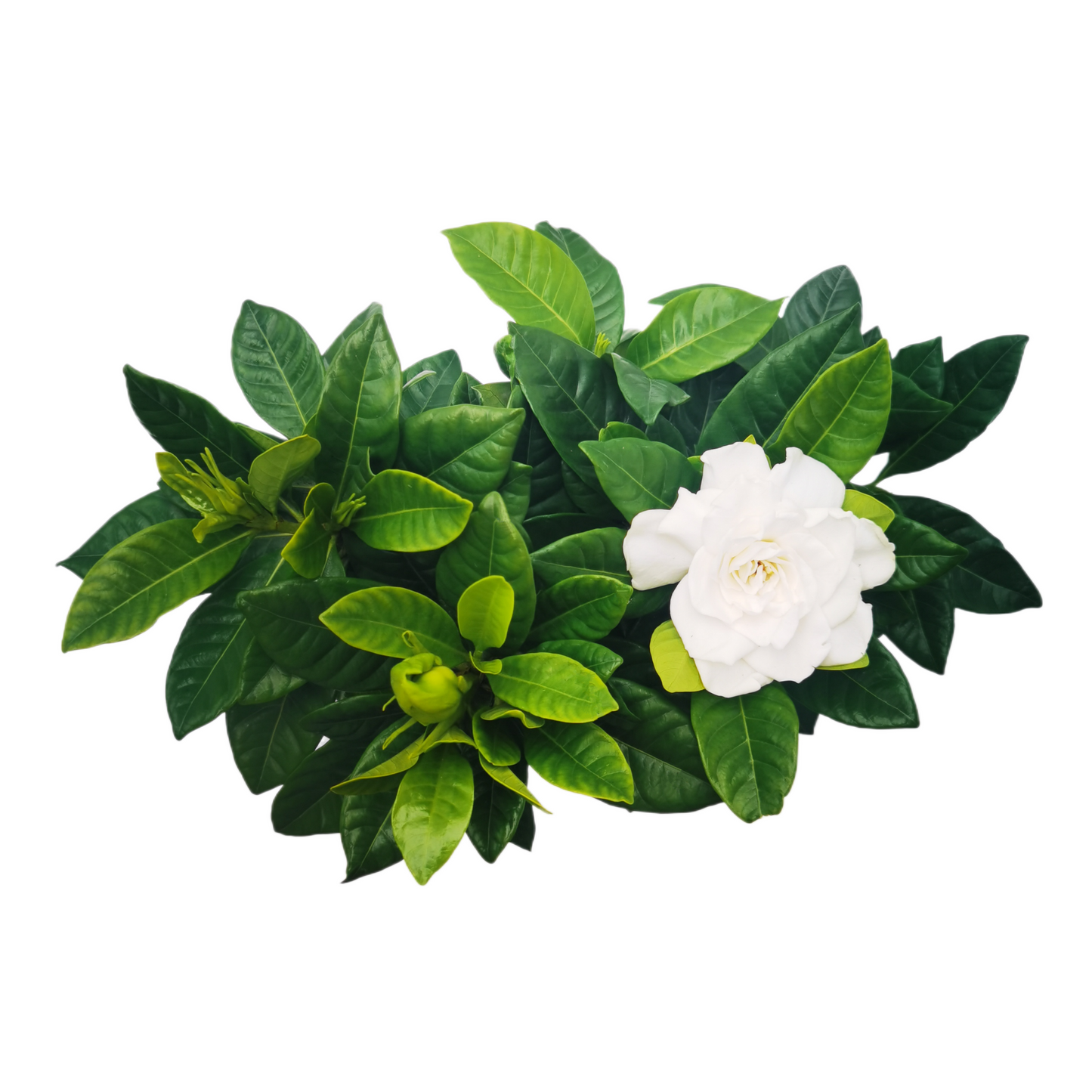 Premium Gardenia Plant - Gardenia Jasminoides Houseplant in 4.5-Inch Pots, Fragrant Indoor Plant with Glossy Evergreen Foliage