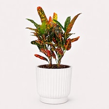 Set of 5 White Self-Watering Plant Pots, 6-Inch Indoor Houseplant Planters with Cotton Wick
